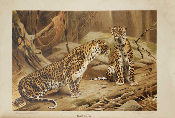 Брем А. Э. Жизнь животных Брэма. Сокращенное издание для школы и домашнего чтения. [В 3 т.]. Т. 1-2. СПб., 1909.